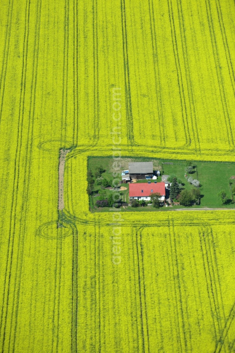 Plattenburg from the bird's eye view: Yellow flowers of rape - field - Landscape near Plattenburg in Brandenburg