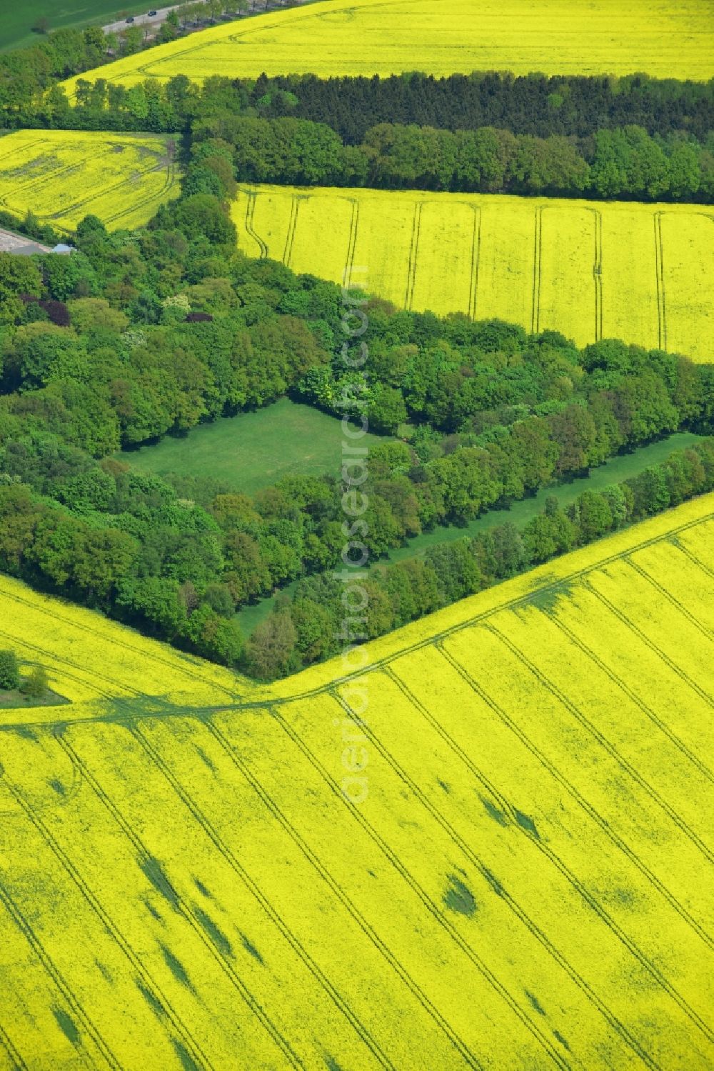 Aerial photograph Hamburg Schnelsen - Yellow flowers of rape - field - Landscape with farmstead of an agricultural concern in the suburbs of Hamburg Schnelsen