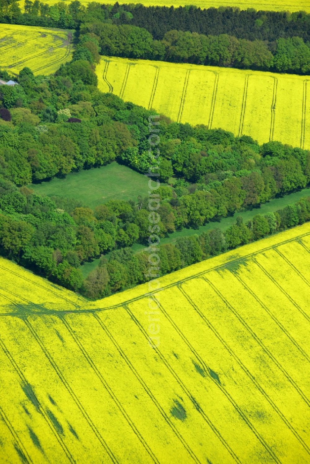 Hamburg Schnelsen from above - Yellow flowers of rape - field - Landscape with farmstead of an agricultural concern in the suburbs of Hamburg Schnelsen