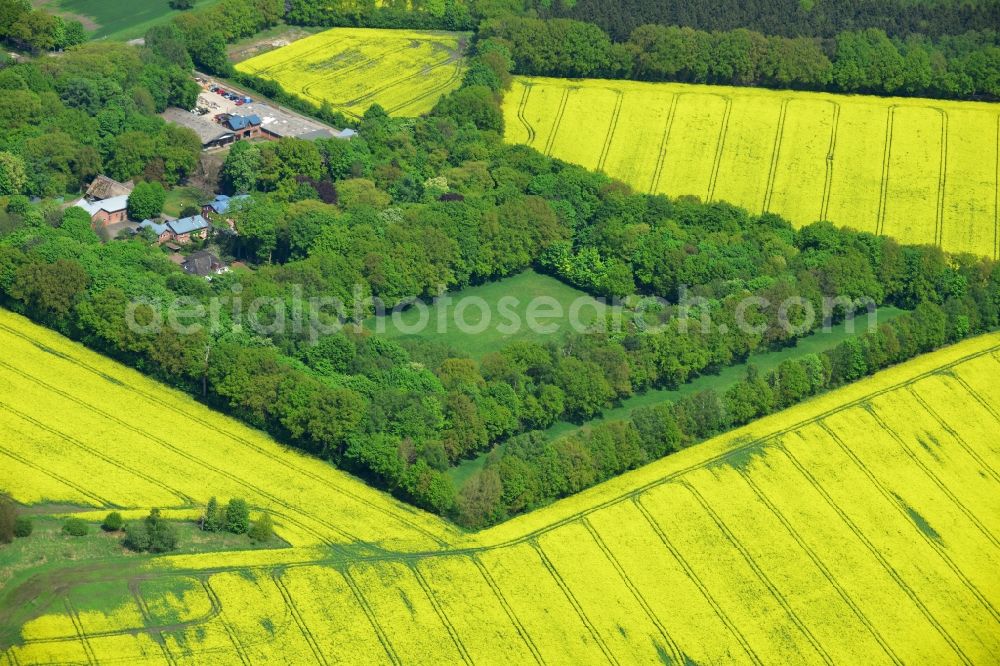 Hamburg Schnelsen from the bird's eye view: Yellow flowers of rape - field - Landscape with farmstead of an agricultural concern in the suburbs of Hamburg Schnelsen