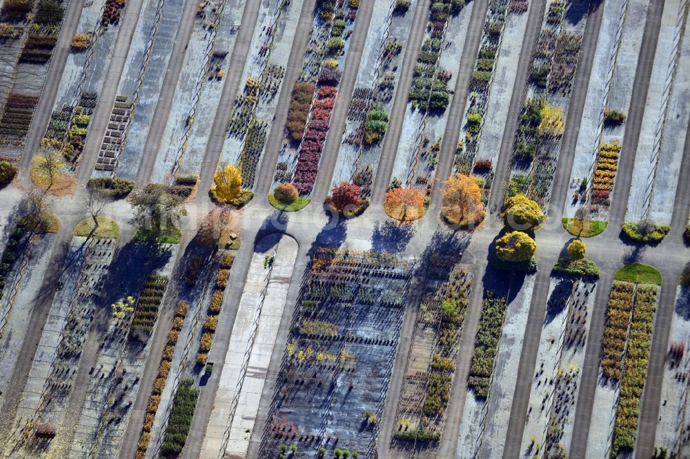 Aerial photograph Berlin - View onto the autumnal area of the Spaethsche arboretum at the Spaethstrasse in the district Baumschulenweg of Berlin