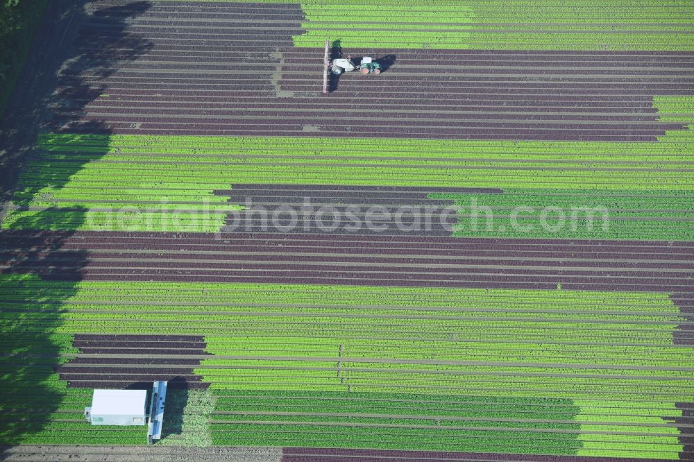 Aerial image Reinbek - Vegetables and cabbage crop on fields of a commercial farm in Reinbek in Schleswig-Holstein