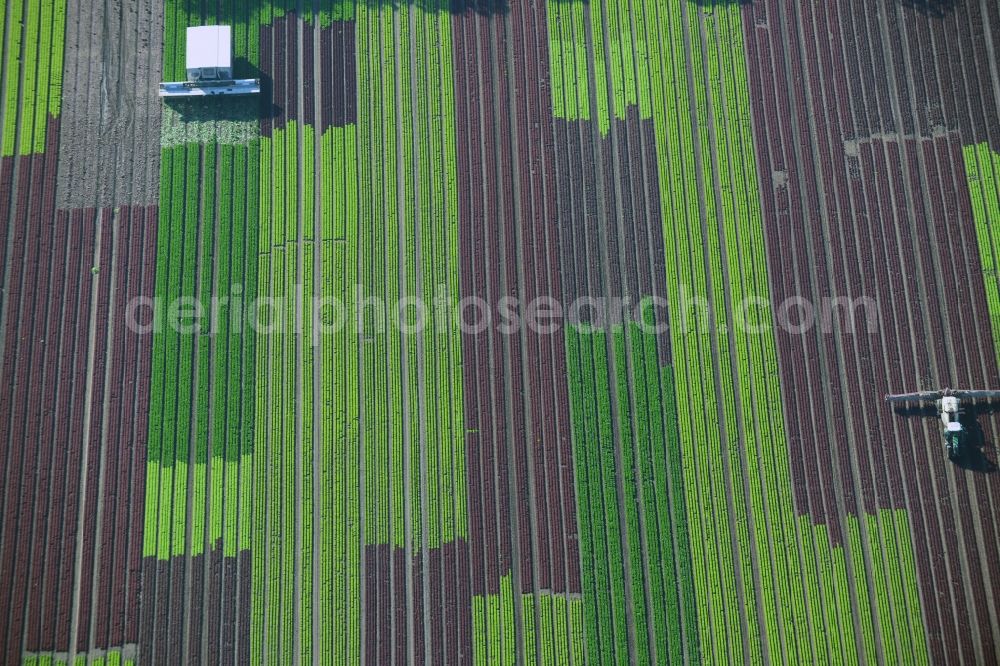 Reinbek from above - Vegetables and cabbage crop on fields of a commercial farm in Reinbek in Schleswig-Holstein