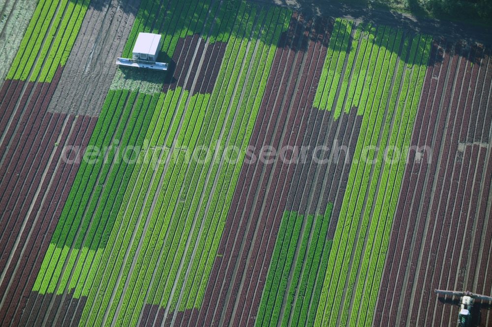 Reinbek from the bird's eye view: Vegetables and cabbage crop on fields of a commercial farm in Reinbek in Schleswig-Holstein