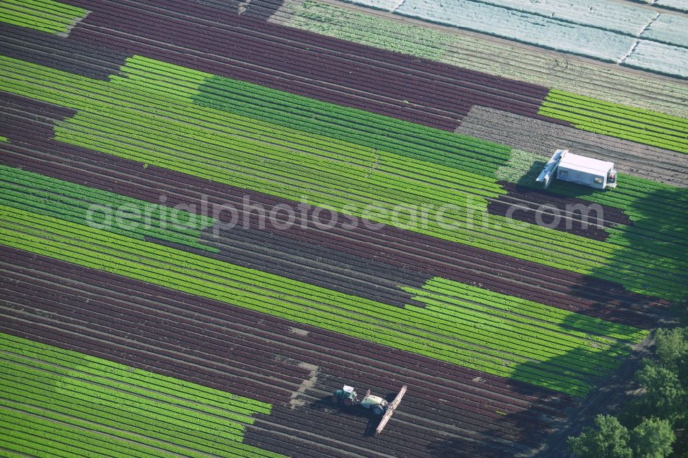 Reinbek from above - Vegetables and cabbage crop on fields of a commercial farm in Reinbek in Schleswig-Holstein