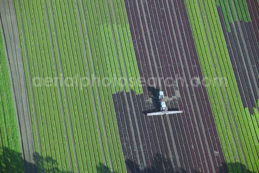 Aerial image Reinbek - Vegetables and cabbage crop on fields of a commercial farm in Reinbek in Schleswig-Holstein