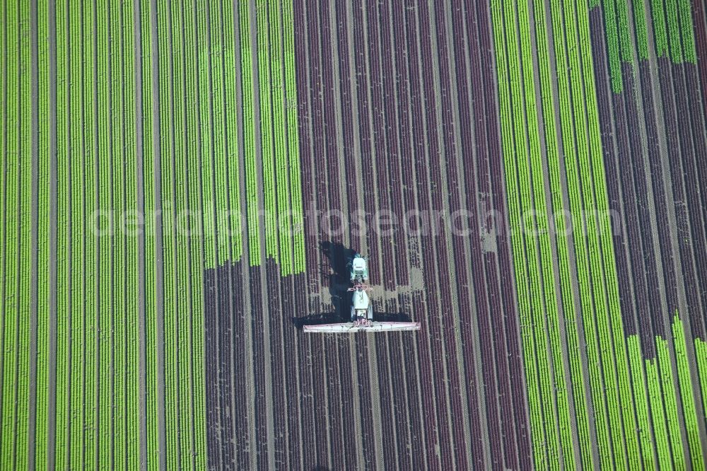 Aerial photograph Reinbek - Vegetables and cabbage crop on fields of a commercial farm in Reinbek in Schleswig-Holstein