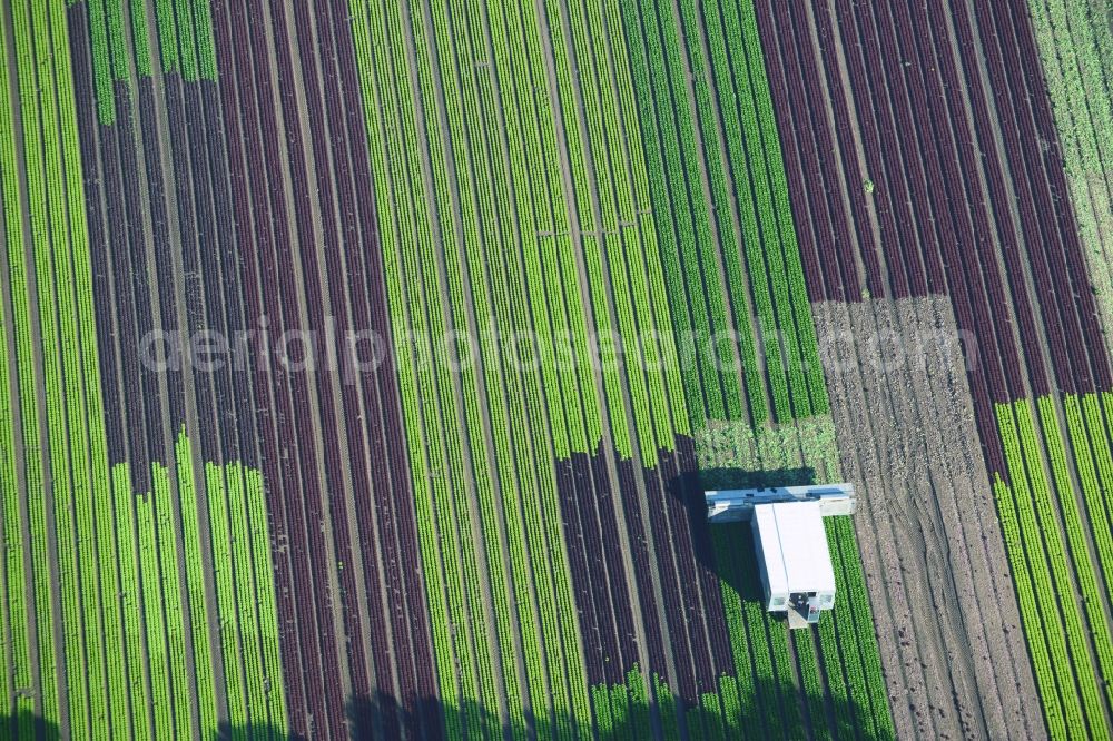 Reinbek from above - Vegetables and cabbage crop on fields of a commercial farm in Reinbek in Schleswig-Holstein