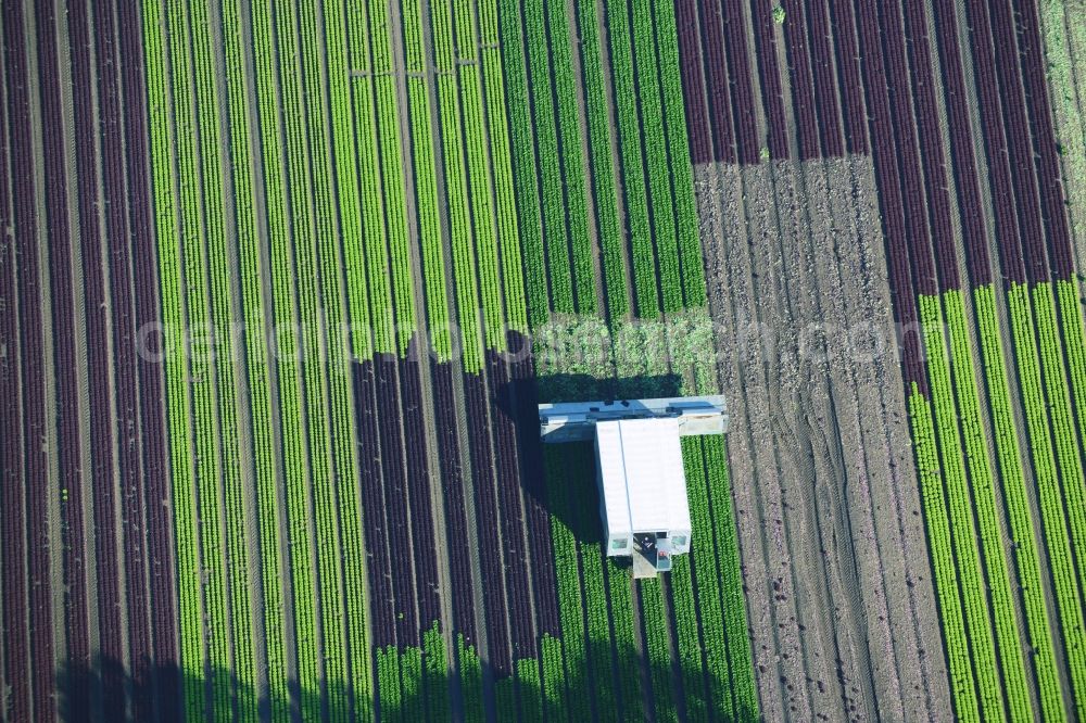 Reinbek from the bird's eye view: Vegetables and cabbage crop on fields of a commercial farm in Reinbek in Schleswig-Holstein