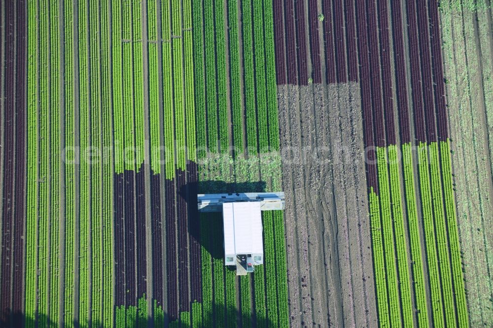 Aerial image Reinbek - Vegetables and cabbage crop on fields of a commercial farm in Reinbek in Schleswig-Holstein