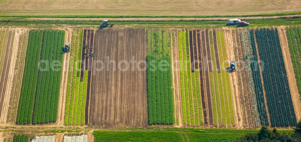 Aerial image Löhne - Harvest use of agricultural machinery - combine harvesters and harvesting vehicles on agricultural fields in Loehne in the state North Rhine-Westphalia. Vegetables are being harvested on the symmetrical fields