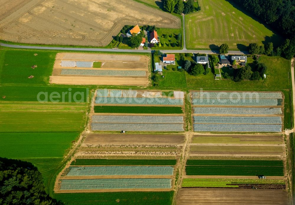 Aerial photograph Löhne - Harvest use of agricultural machinery - combine harvesters and harvesting vehicles on agricultural fields in Loehne in the state North Rhine-Westphalia. Vegetables are being harvested on the symmetrical fields