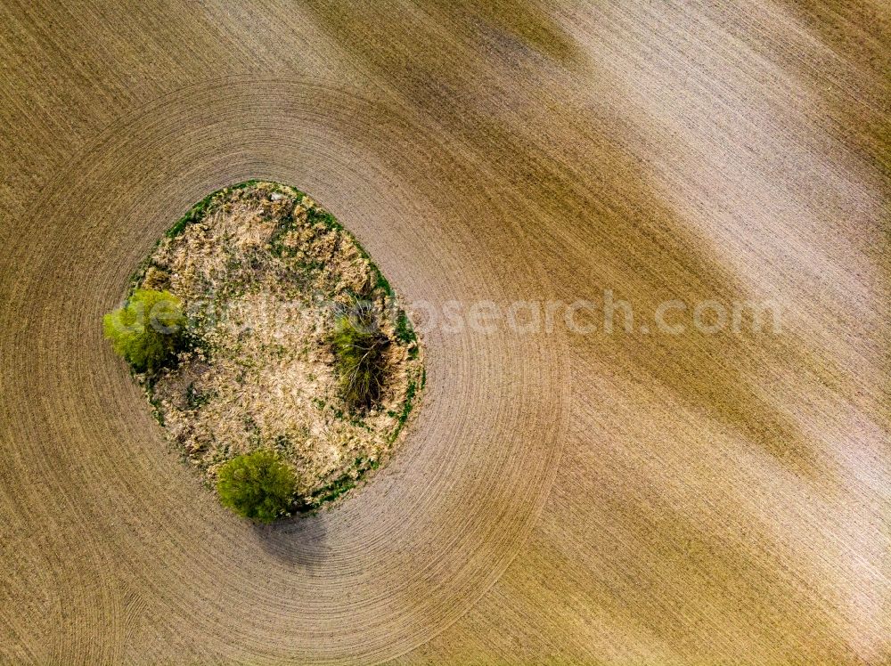 Aerial photograph Parsteinsee - Young green-colored grain field structures and rows in a field in Parsteinsee in the state Brandenburg, Germany