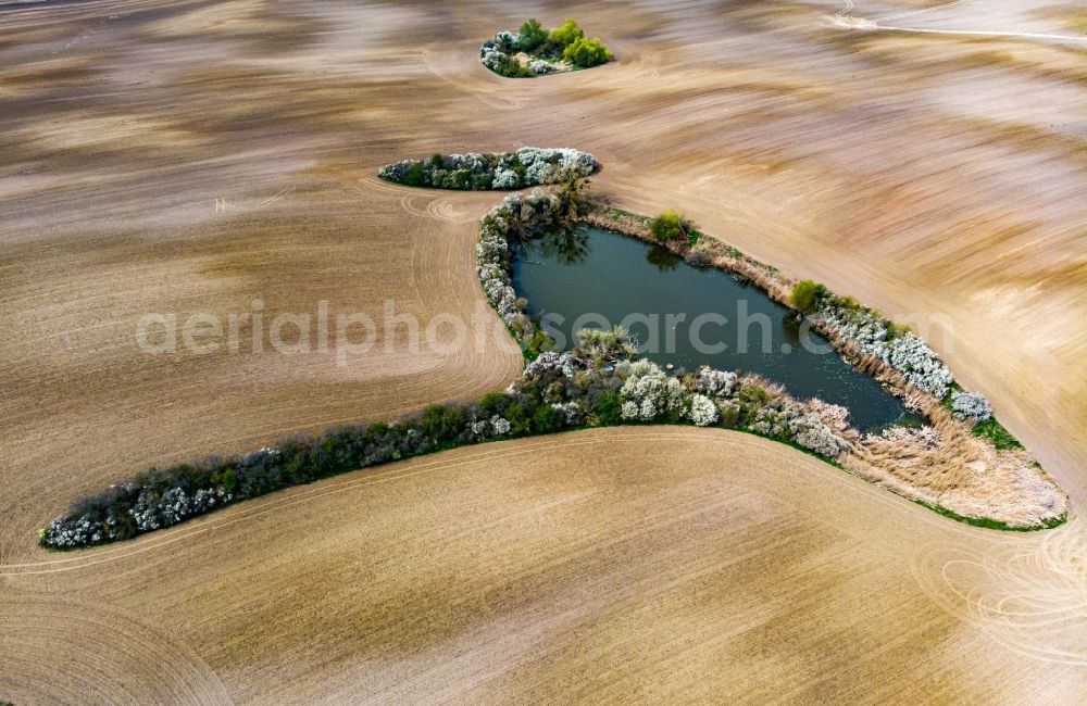 Parsteinsee from the bird's eye view: Young green-colored grain field structures and rows in a field in Parsteinsee in the state Brandenburg, Germany