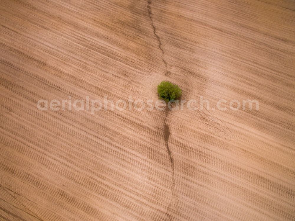 Aerial photograph Langenleuba-Oberhain - Plowed field with tree island in Langenleuba-Oberhain in the state Saxony, Germany