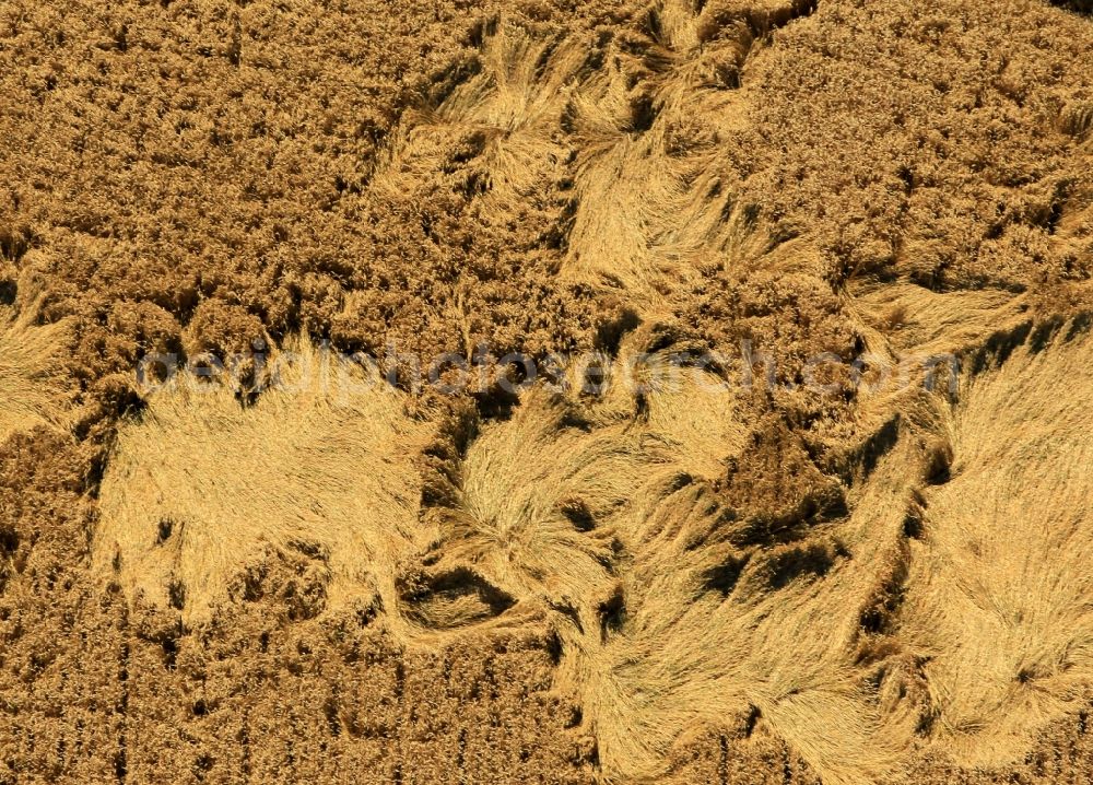 Dornheim from above - Grain field - wind and storm damage in a field at Dornfeld in Thuringia