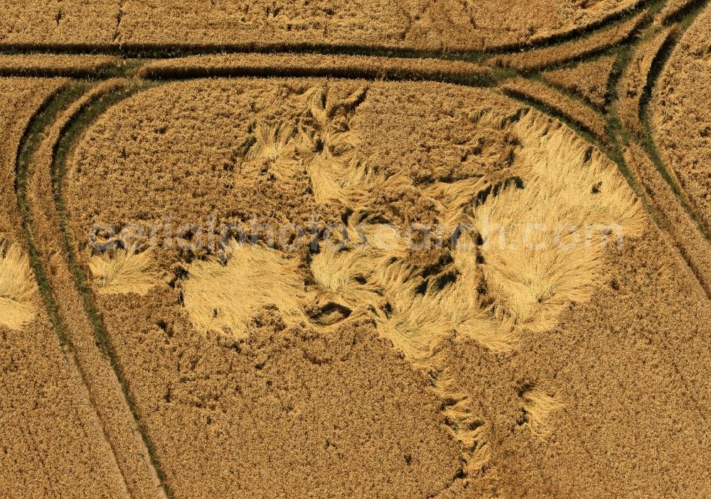 Dornheim from the bird's eye view: Grain field - wind and storm damage in a field at Dornfeld in Thuringia