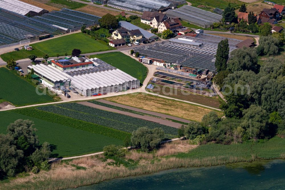 Aerial image Reichenau - Glass roof surfaces in the greenhouse for vegetable growing ranks auf of Bodensee Insel in Reichenau in the state Baden-Wuerttemberg, Germany