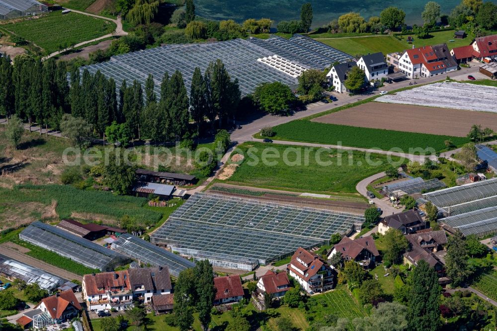 Aerial photograph Reichenau - Glass roof surfaces in the greenhouse for vegetable growing ranks auf of Bodensee Insel in Reichenau in the state Baden-Wuerttemberg, Germany