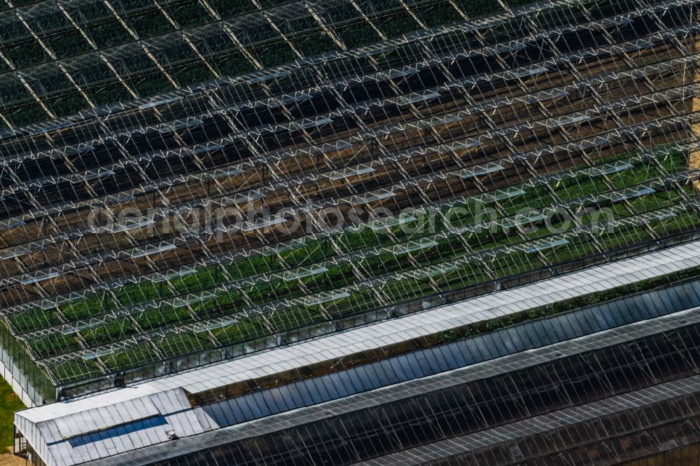 Reichenau from above - Glass roof surfaces in the greenhouse for vegetable growing ranks auf of Bodensee Insel in Reichenau in the state Baden-Wuerttemberg, Germany