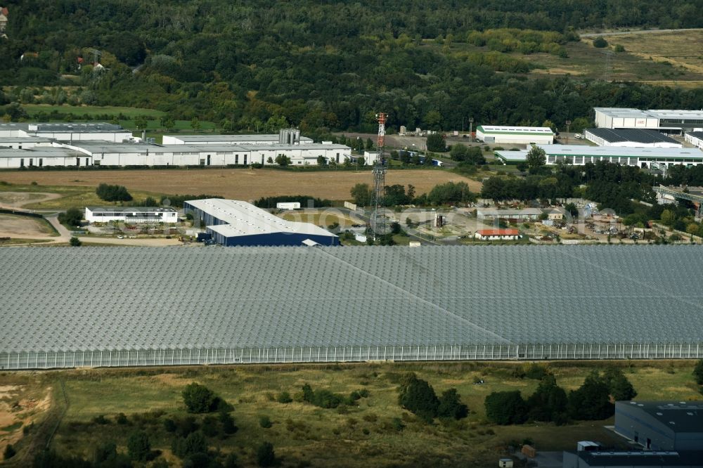 Lutherstadt Wittenberg from above - New greenhouse for tomato cultivation of vegetables Wittenberg GmbH on Apollensdorf district - Piesteritz in Wittenberg in Saxony-Anhalt