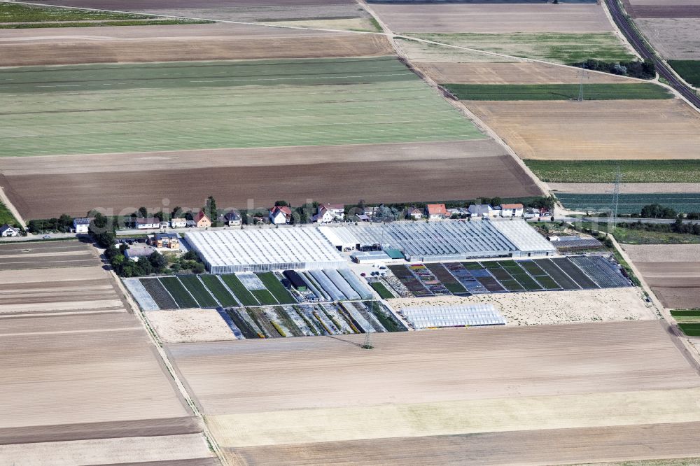 Frankenthal from above - Rows of greenhouses for growing plants Offenloch Bernd Soeren Gaertnerei in Frankenthal in the state Rhineland-Palatinate, Germany