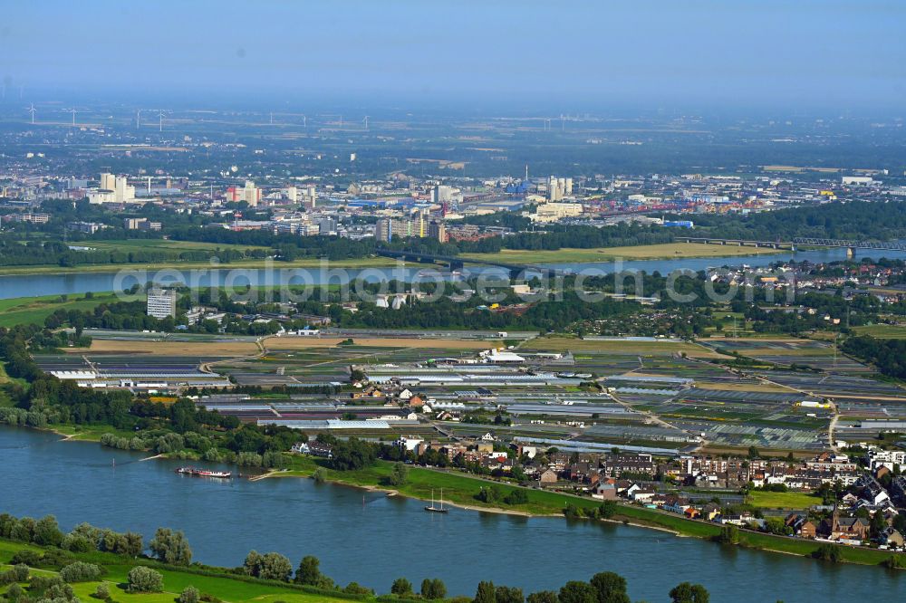 Düsseldorf from the bird's eye view: Rows of greenhouses for growing plants on the banks of the Rhine - river course on street Viehfahrtsweg in the district Volmerswerth in Duesseldorf at Ruhrgebiet in the state North Rhine-Westphalia, Germany