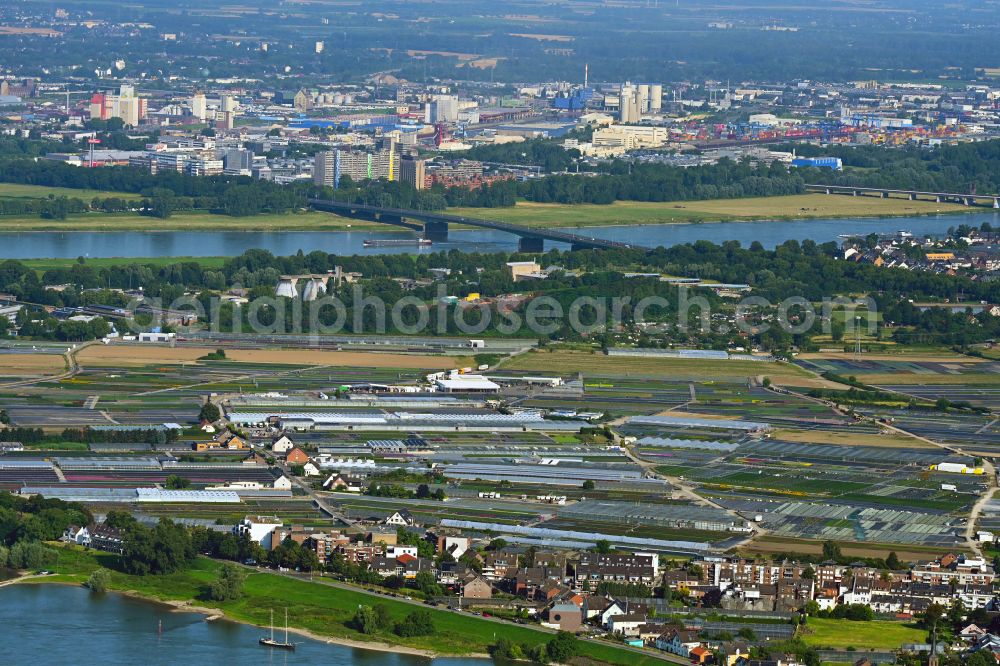 Aerial image Düsseldorf - Rows of greenhouses for growing plants on the banks of the Rhine - river course on street Viehfahrtsweg in the district Volmerswerth in Duesseldorf at Ruhrgebiet in the state North Rhine-Westphalia, Germany