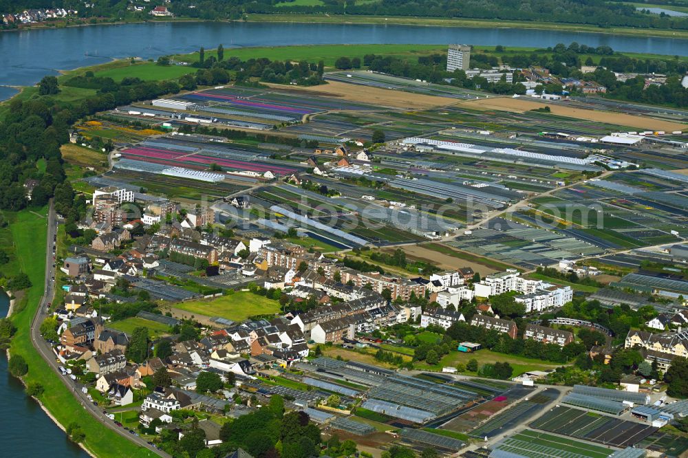 Düsseldorf from the bird's eye view: Rows of greenhouses for growing plants on the banks of the Rhine - river course on street Viehfahrtsweg in the district Volmerswerth in Duesseldorf at Ruhrgebiet in the state North Rhine-Westphalia, Germany