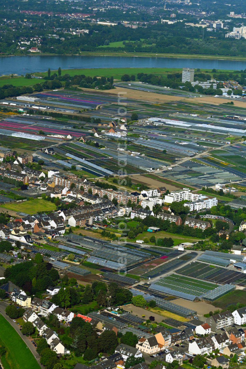 Aerial image Düsseldorf - Rows of greenhouses for growing plants on the banks of the Rhine - river course on street Viehfahrtsweg in the district Volmerswerth in Duesseldorf at Ruhrgebiet in the state North Rhine-Westphalia, Germany