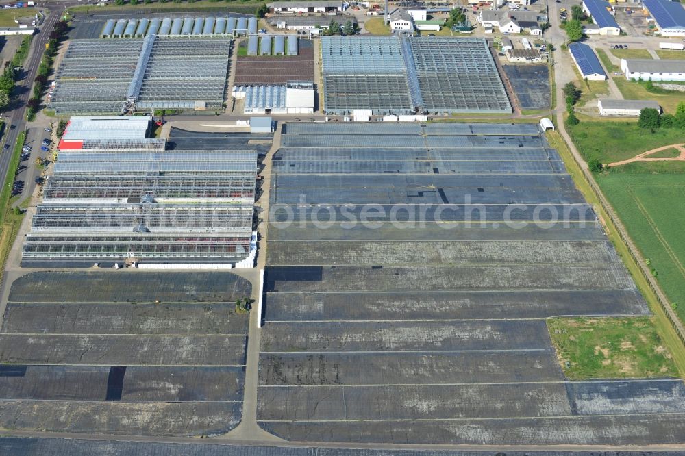 Genthin from the bird's eye view: Glass roof surfaces in the greenhouse rows for Floriculture in Genthin in the state Saxony-Anhalt