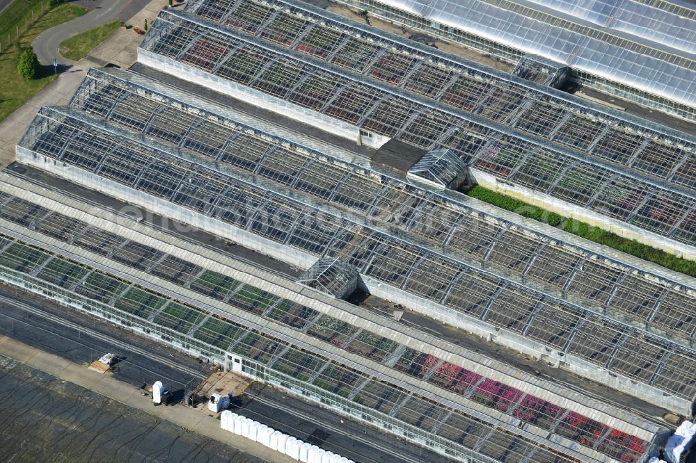 Aerial image Genthin - Glass roof surfaces in the greenhouse rows for Floriculture in Genthin in the state Saxony-Anhalt