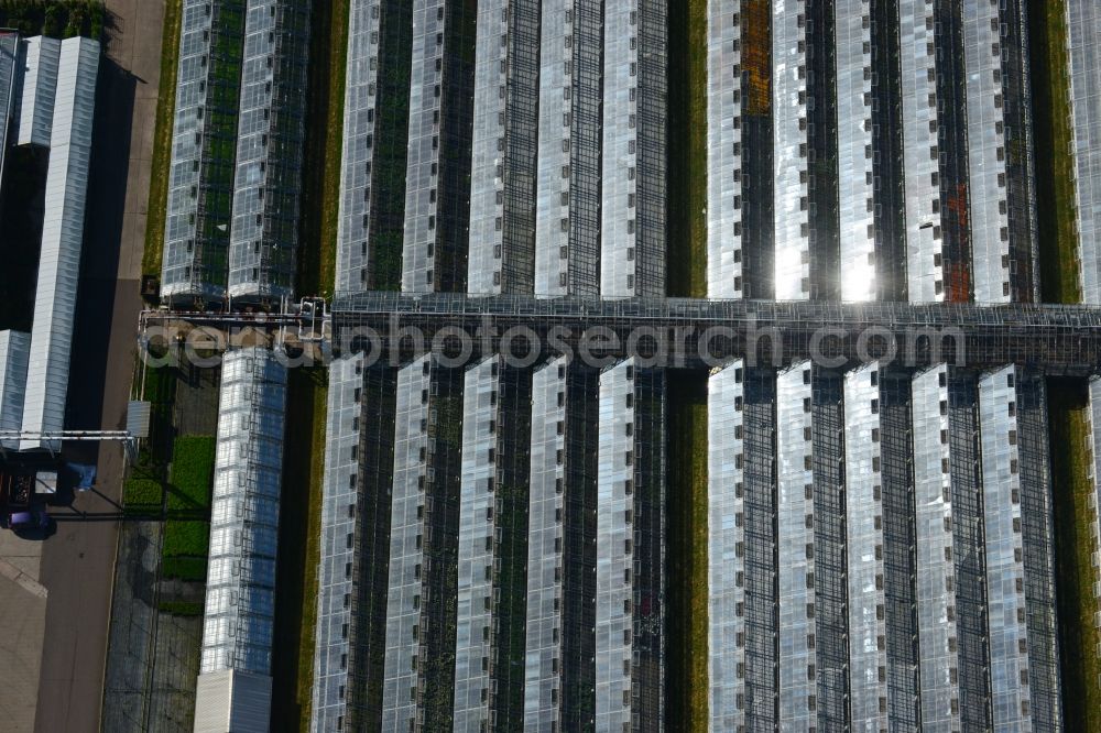 Genthin from the bird's eye view: Glass roof surfaces in the greenhouse rows for Floriculture in Genthin in the state Saxony-Anhalt