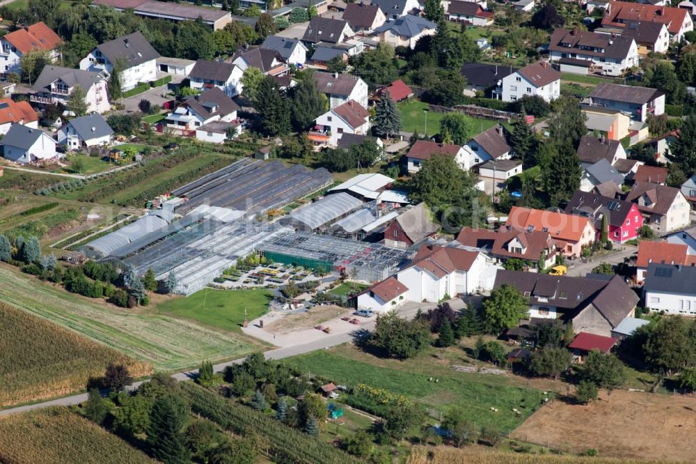 Kehl from the bird's eye view: Glass roof surfaces in the greenhouse rows for Floriculture in the district Bodersweier in Kehl in the state Baden-Wuerttemberg