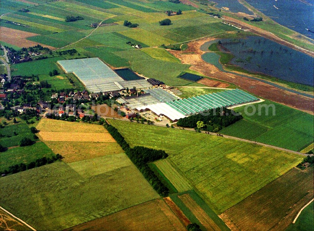 Rheinberg from the bird's eye view: Glass roof surfaces in the greenhouse rows for Floriculture in the district Eversael in Rheinberg in the state North Rhine-Westphalia