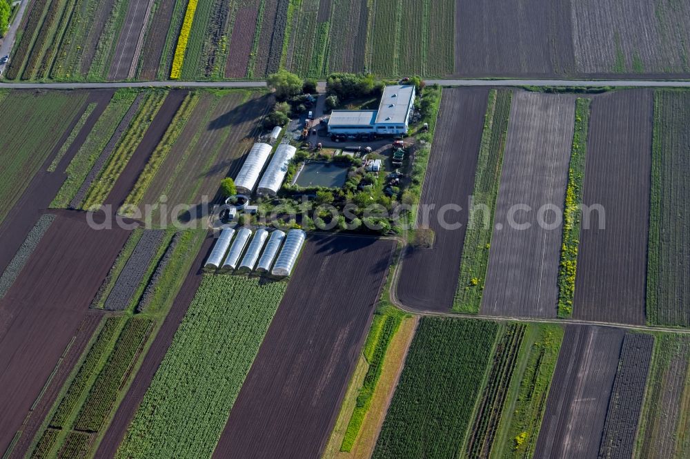 Aerial photograph Erfurt - Glass roof surfaces in the greenhouse rows for Floriculture in the district Marbach in Erfurt in the state Thuringia, Germany