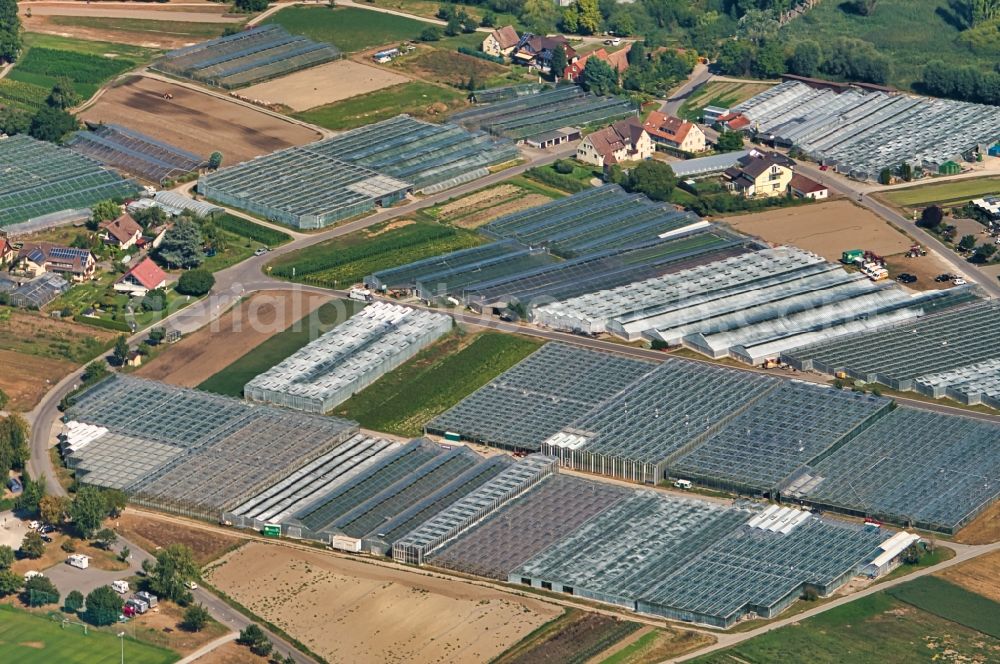 Reichenau from the bird's eye view: Glass roof surfaces in the greenhouse for vegetable growing ranks Bodensee Insel in Reichenau in the state Baden-Wurttemberg, Germany