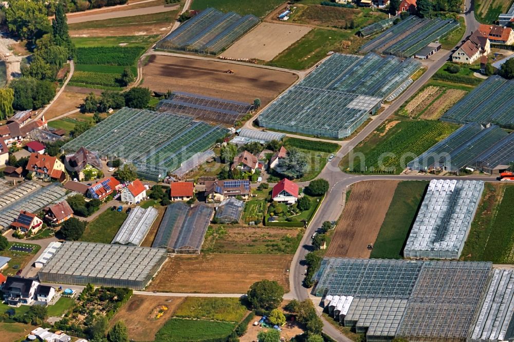 Aerial photograph Reichenau - Glass roof surfaces in the greenhouse for vegetable growing ranks Bodensee Insel in Reichenau in the state Baden-Wurttemberg, Germany