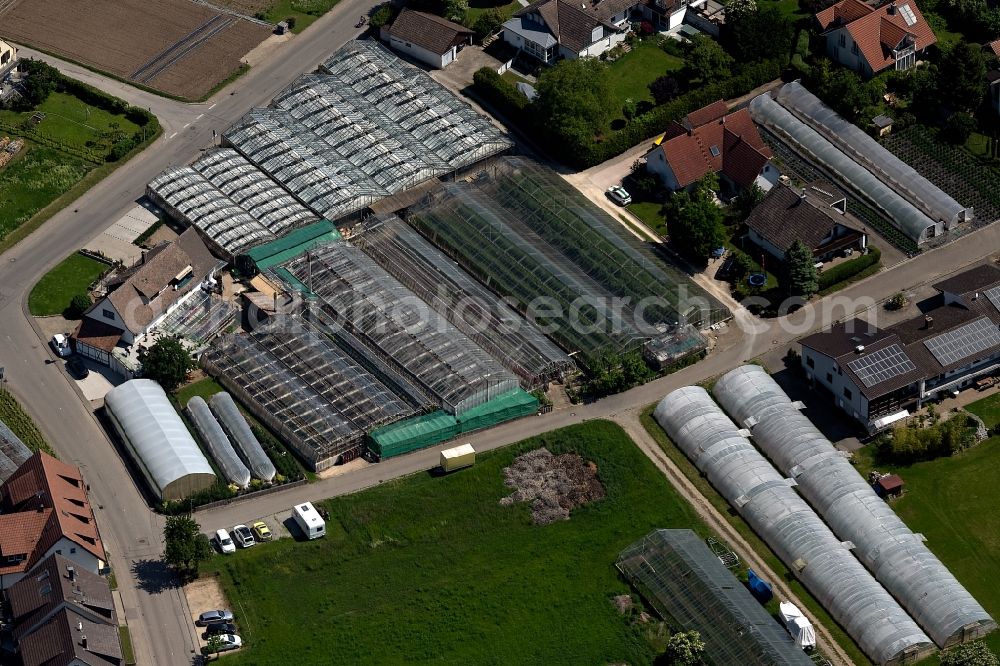 Reichenau from the bird's eye view: Glass roof surfaces in the greenhouse for vegetable growing ranks Bodensee Insel in Reichenau in the state Baden-Wurttemberg, Germany