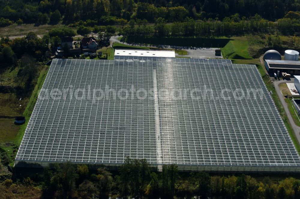 Bralitz from the bird's eye view: Glass roof surfaces in the greenhouse for vegetable growing ranks in Bralitz in the state Brandenburg, Germany