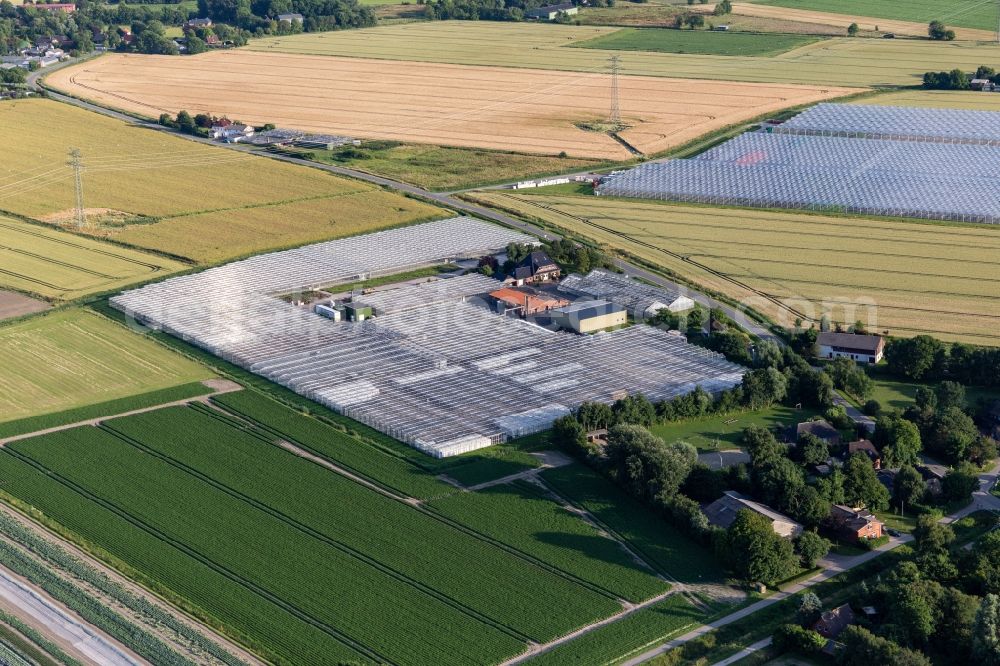 Schülperweide from the bird's eye view: Glass roof surfaces in the greenhouse for vegetable growing ranks von Diener Hermann in Schuelperweide in the state Schleswig-Holstein, Germany