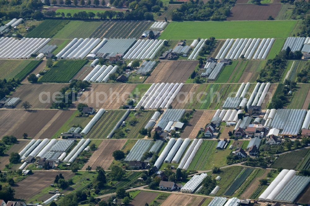 Dossenheim from the bird's eye view: Glass roof surfaces in the greenhouse for vegetable growing ranks in Dossenheim in the state Baden-Wuerttemberg