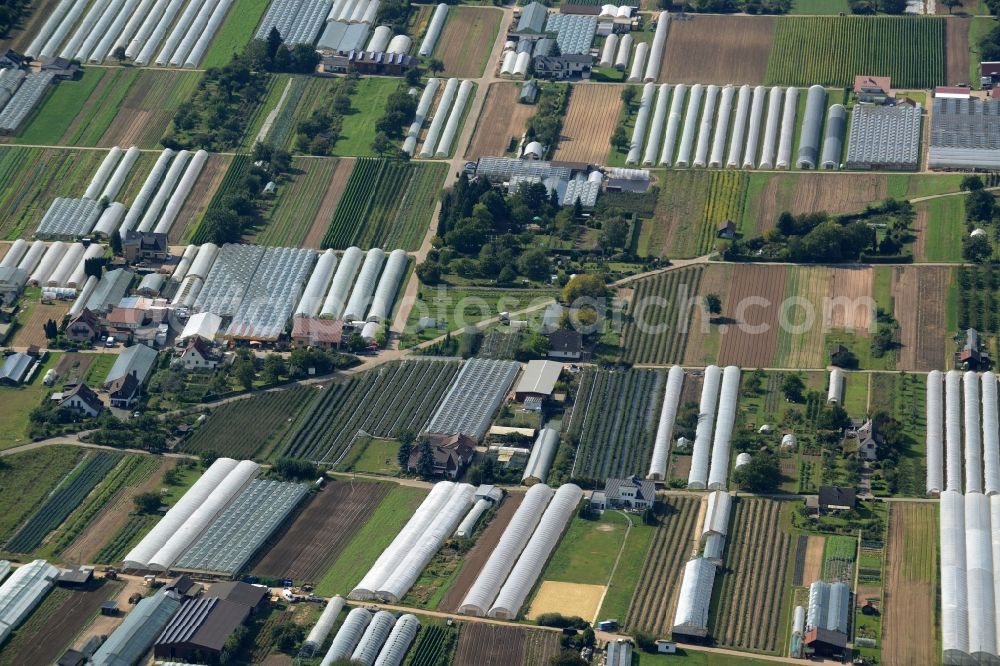 Aerial image Dossenheim - Glass roof surfaces in the greenhouse for vegetable growing ranks in Dossenheim in the state Baden-Wuerttemberg