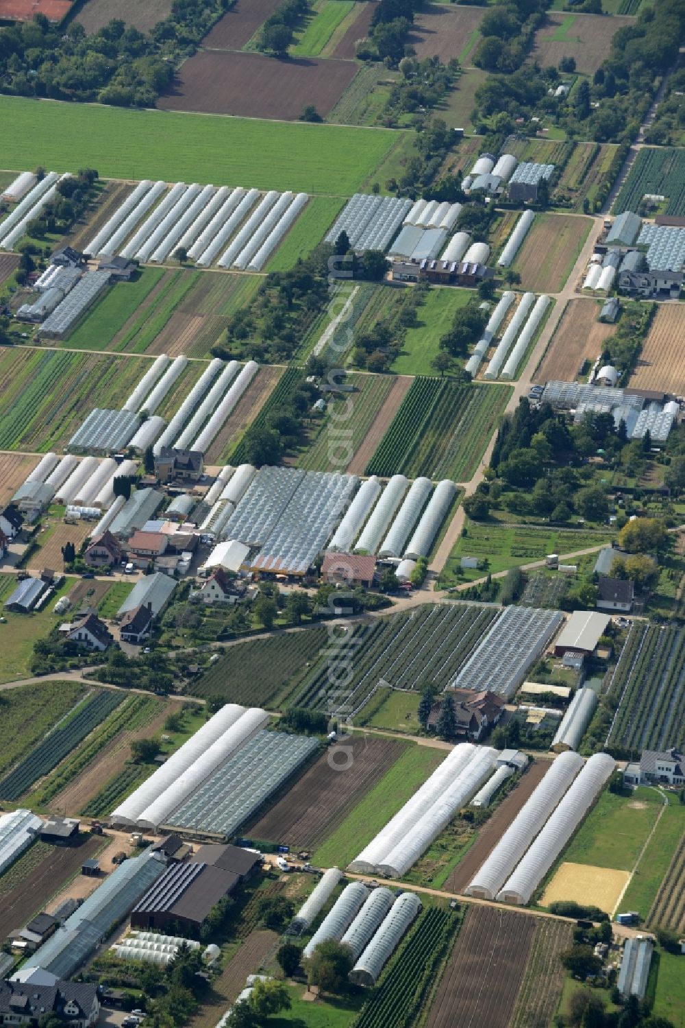 Aerial photograph Dossenheim - Glass roof surfaces in the greenhouse for vegetable growing ranks in Dossenheim in the state Baden-Wuerttemberg