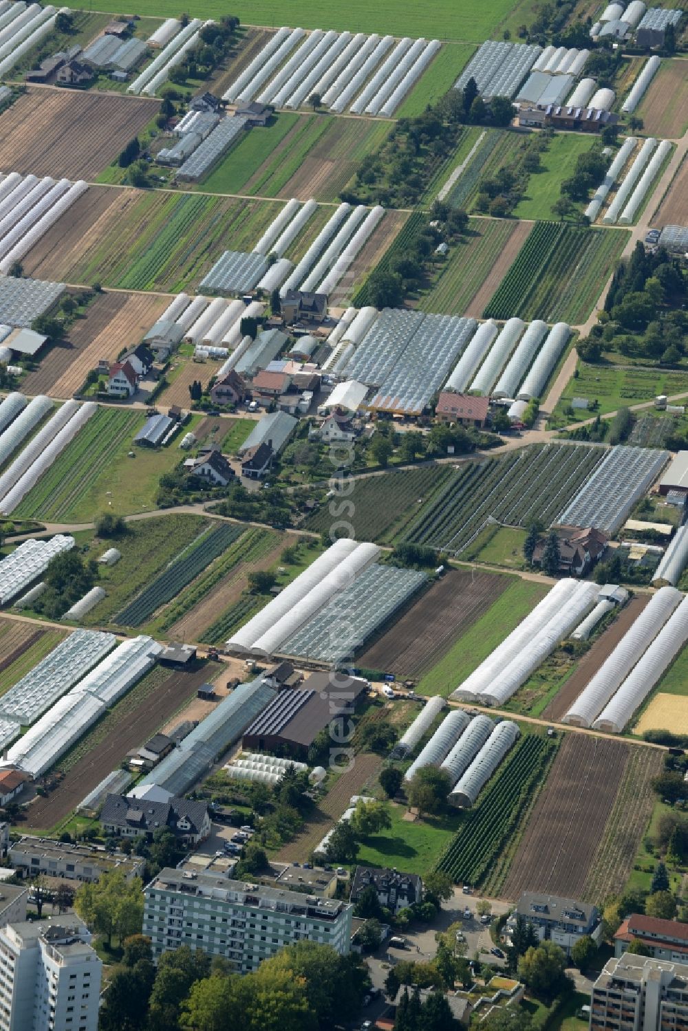 Dossenheim from above - Glass roof surfaces in the greenhouse for vegetable growing ranks in Dossenheim in the state Baden-Wuerttemberg