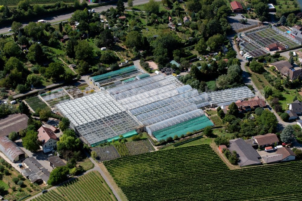 Heilbronn from the bird's eye view: Glass roof surfaces in the greenhouse for vegetable growing ranks of Gaertnerei Umbach at Klinge / Staufenberger Weg in Heilbronn in the state Baden-Wurttemberg, Germany