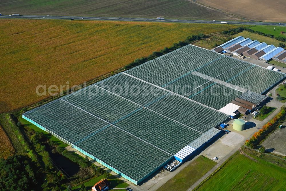 Fretzdorf from above - Glass roof surfaces in the greenhouse for vegetable growing ranks of Havelia GmbH on Fretzdorf in the state Brandenburg, Germany