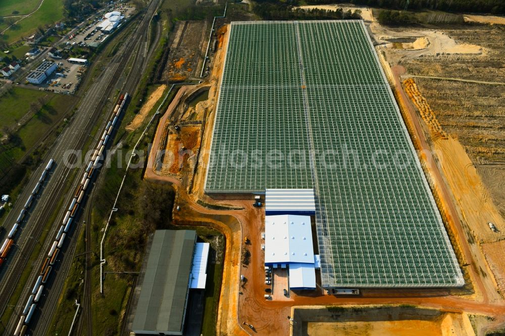 Aerial photograph Lutherstadt Wittenberg - Glass roof surfaces in the greenhouse for vegetable and fruit growing ranks in Lutherstadt Wittenberg in the state Saxony-Anhalt, Germany