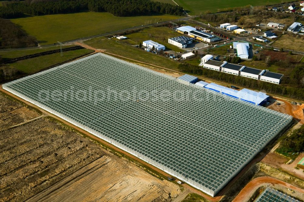 Lutherstadt Wittenberg from above - Glass roof surfaces in the greenhouse for vegetable and fruit growing ranks in Lutherstadt Wittenberg in the state Saxony-Anhalt, Germany