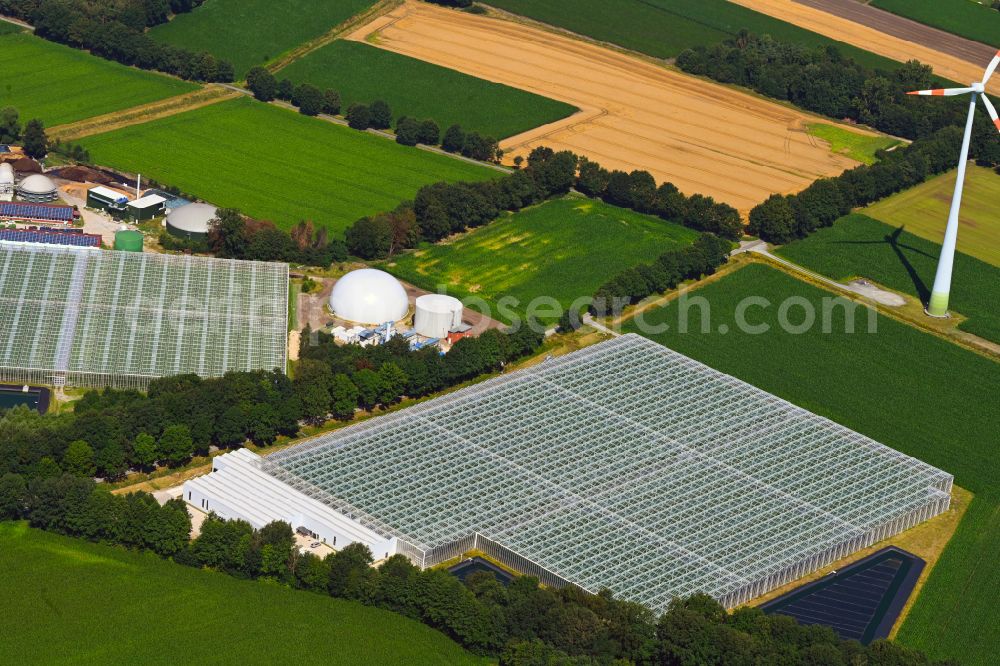 Sassenberg from above - Glass roof surfaces in the greenhouse for vegetable growing ranks Querdel Biohof on street Elve in the district Fuechtorf in Sassenberg in the state North Rhine-Westphalia, Germany